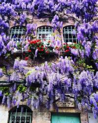 Jerusalem:  in Spring, Blooming Wisteria