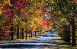 Autumn in Mount Macedon, Victoria
