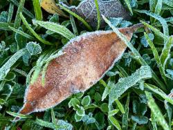 Frosty Morning - June 2020