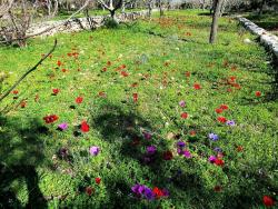 Karmiel:  Wildflowers
