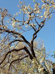 Spring beauty in lock down Melbourne 2020