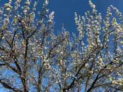 Spring in Melbourne - 2020